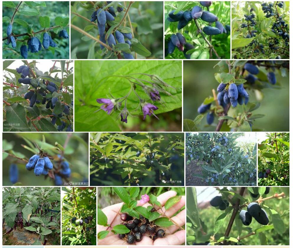 山茄子照片和图片/