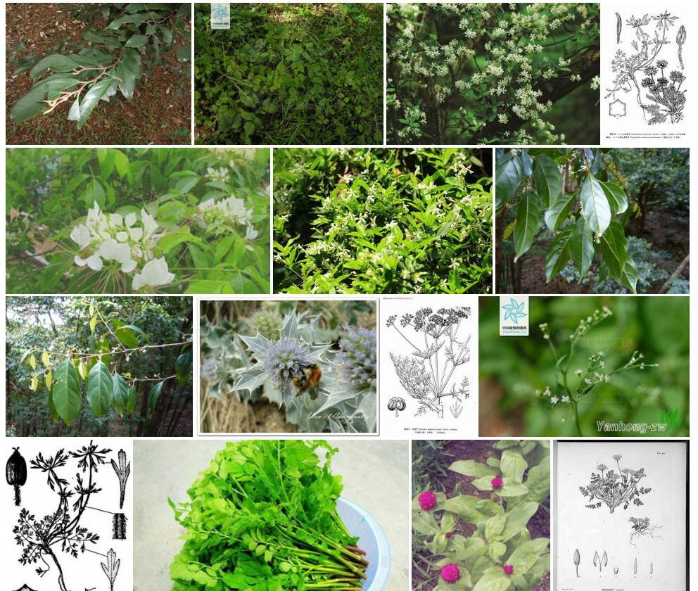 山茉莉芹照片和图片/