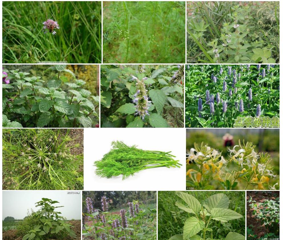 山茴香照片和图片/