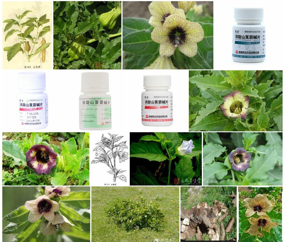 山莨菪照片和图片/