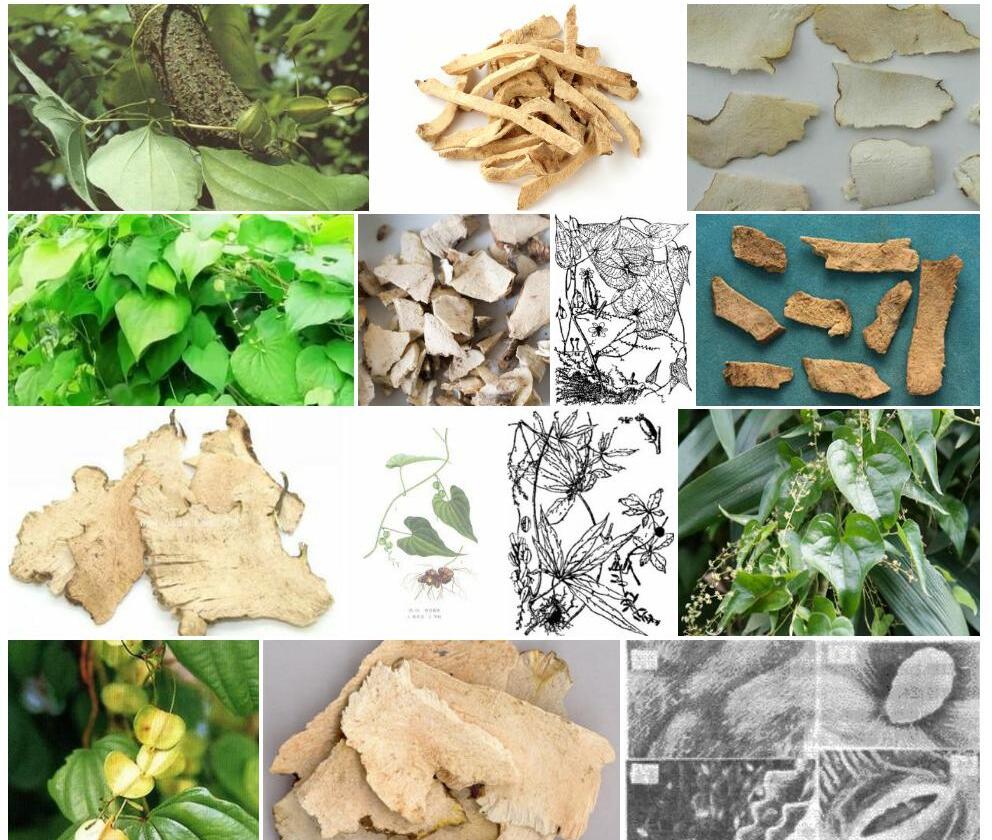 山萆薢照片和图片/