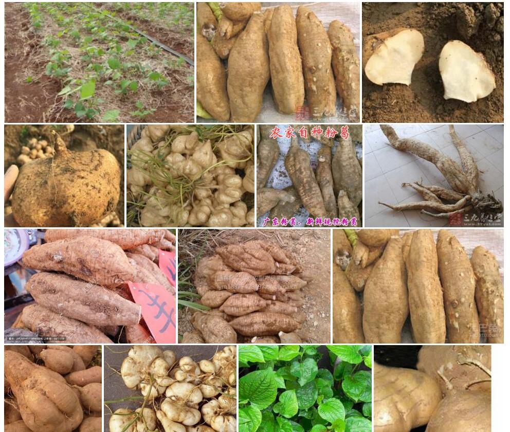 山葛薯照片和图片/