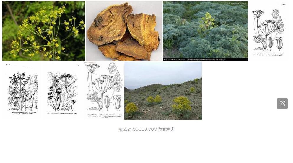 山蛇床阿魏照片和图片/