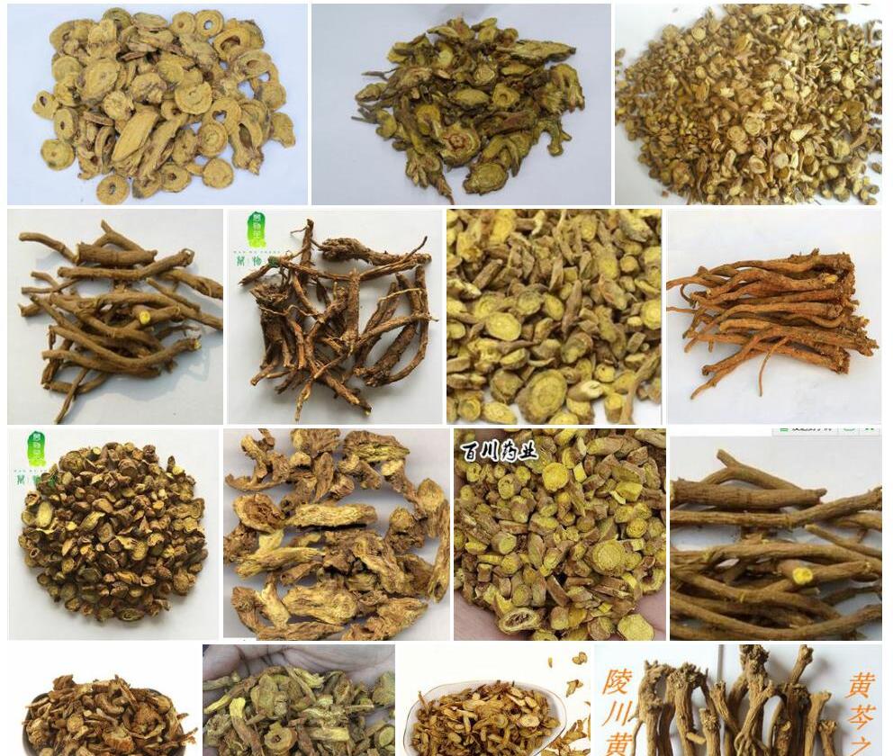 山西黄芩照片和图片/