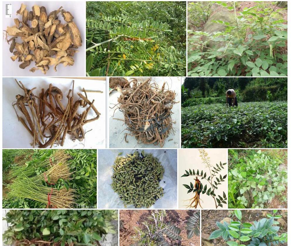 山豆根照片和图片/