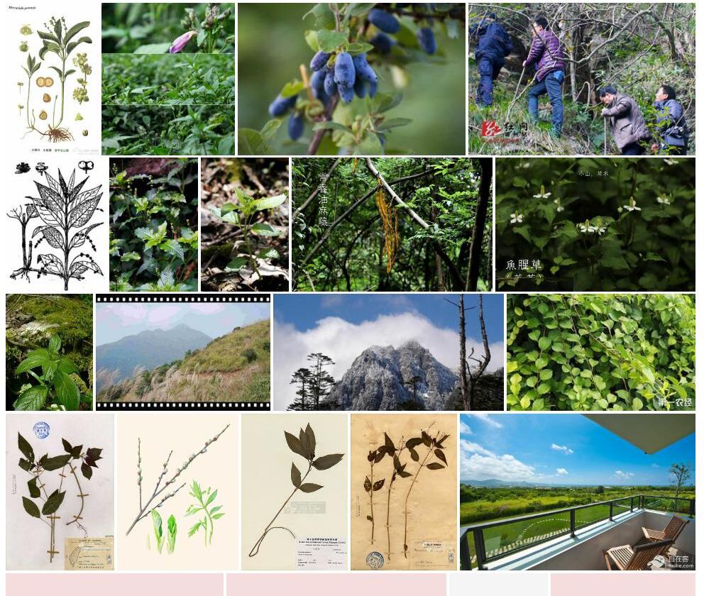 山靛照片和图片/