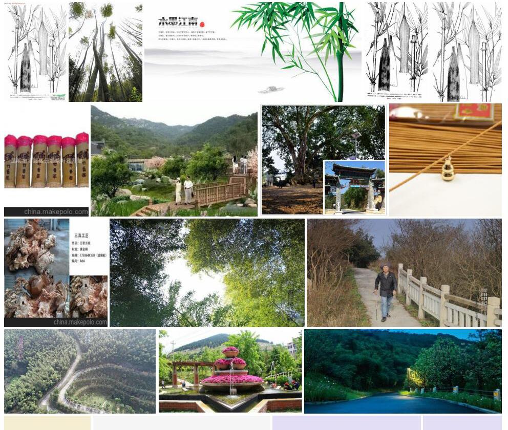 山香竹照片和图片/