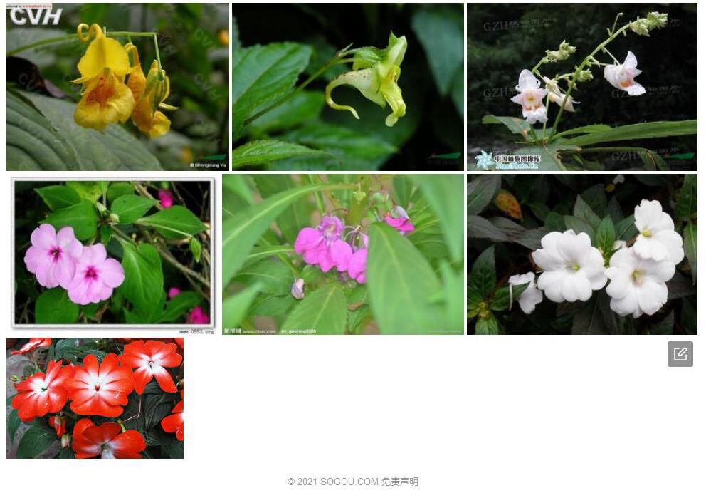 岔河凤仙花照片和图片/