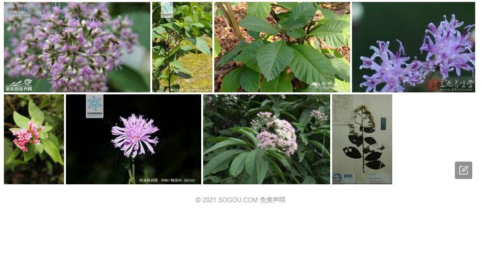 岗斑鸠菊照片和图片/