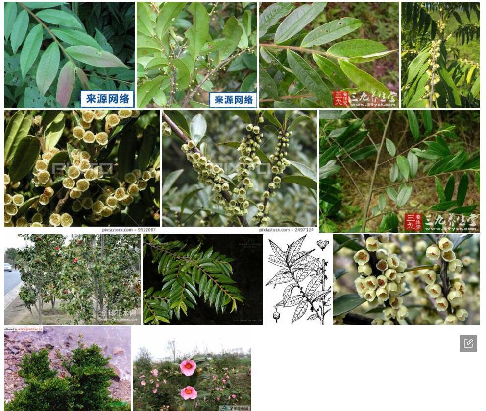 岗柃照片和图片/