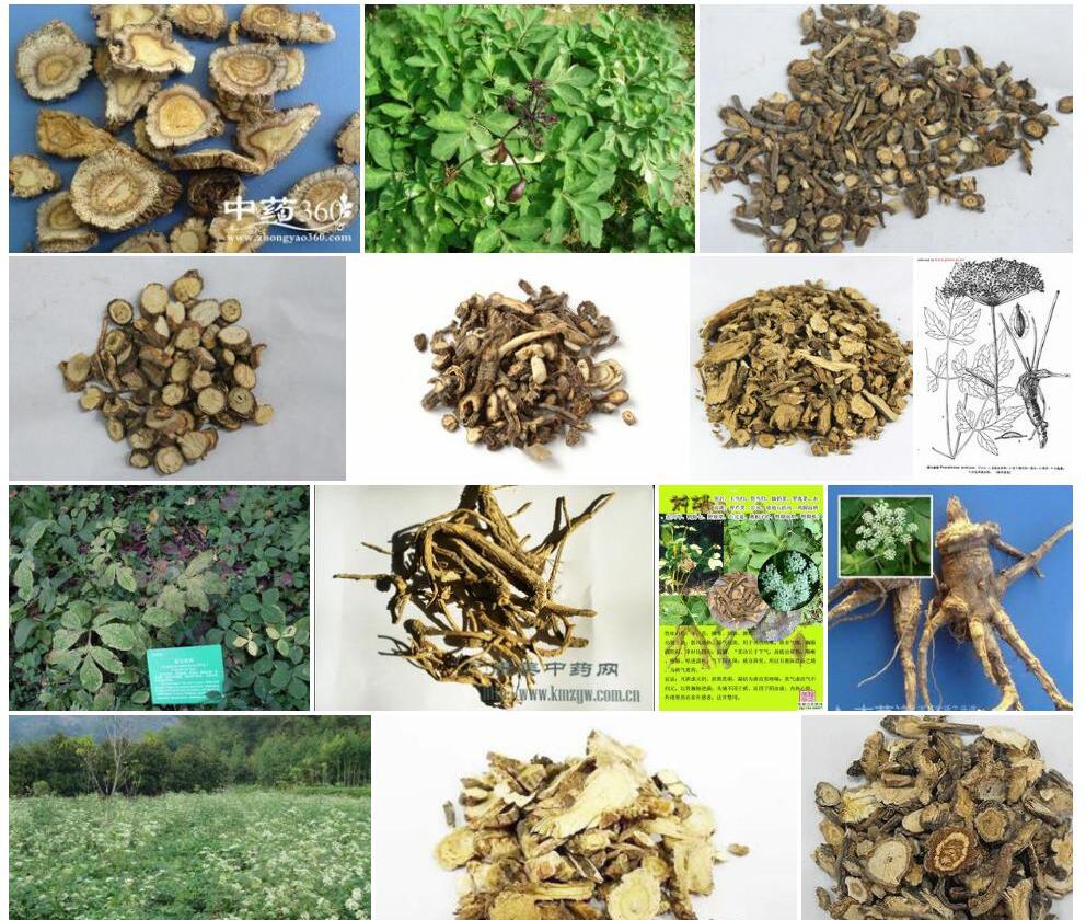岩前胡照片和图片/