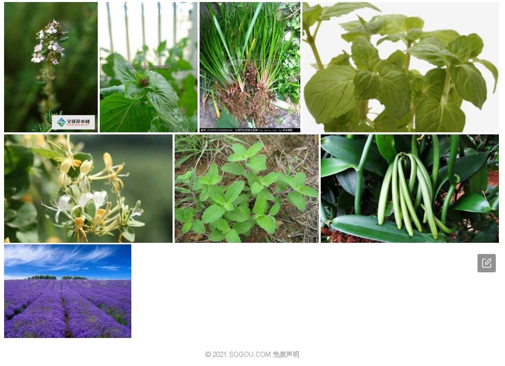 岩居香草照片和图片/