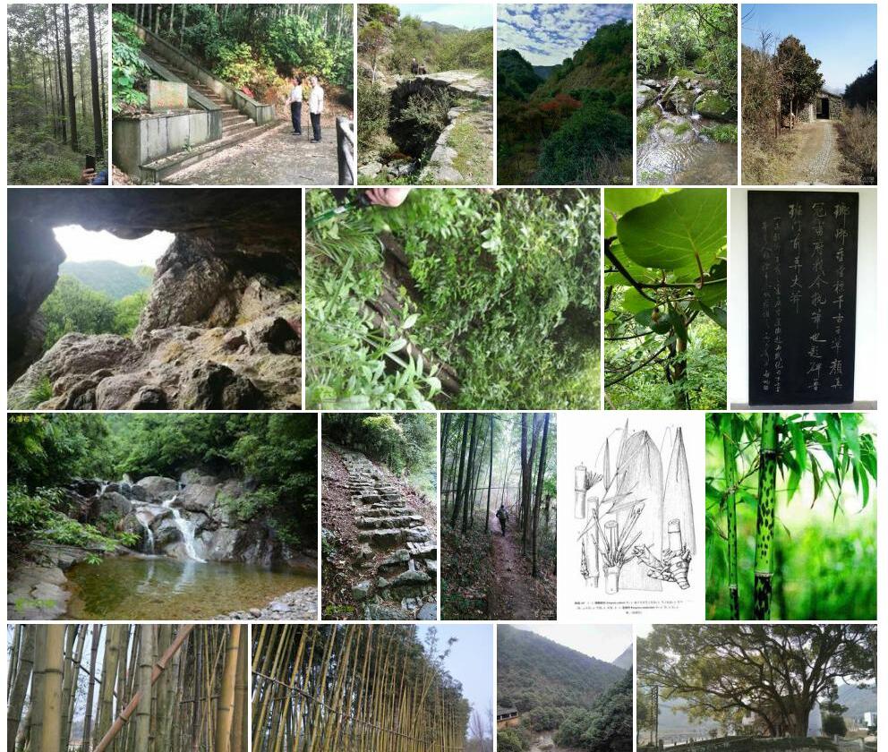 岩斑竹照片和图片/