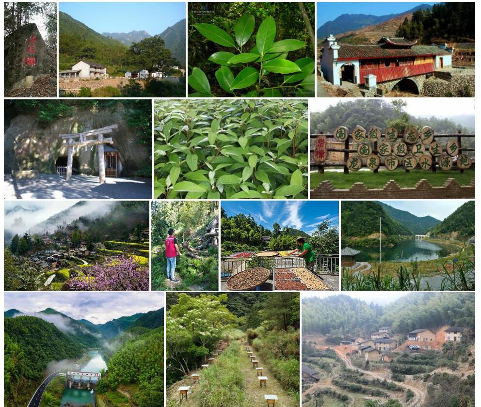 岩樟照片和图片/