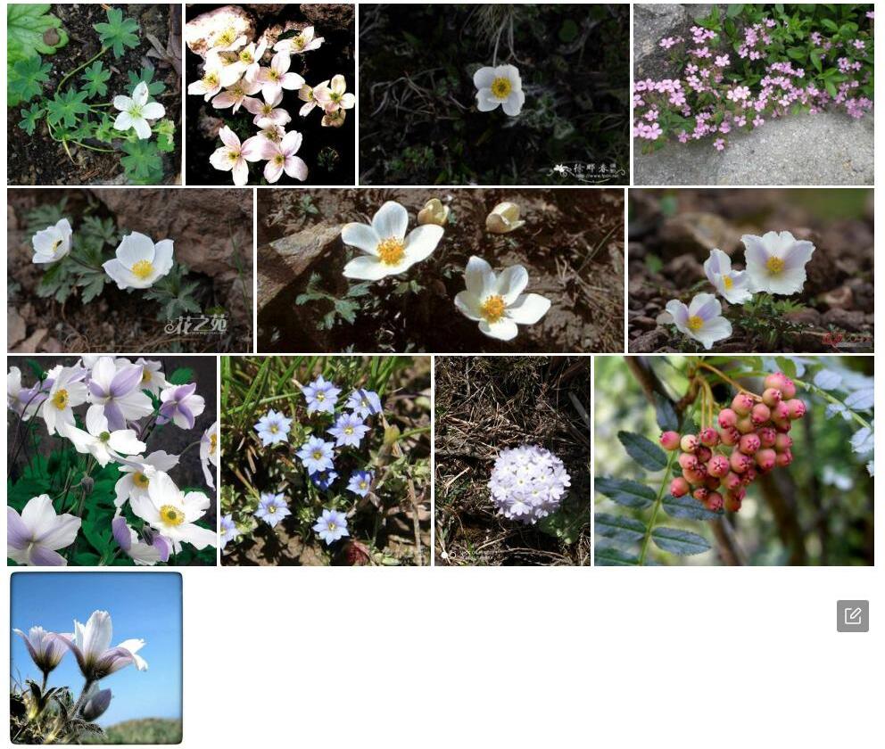 岩生银莲花照片和图片/