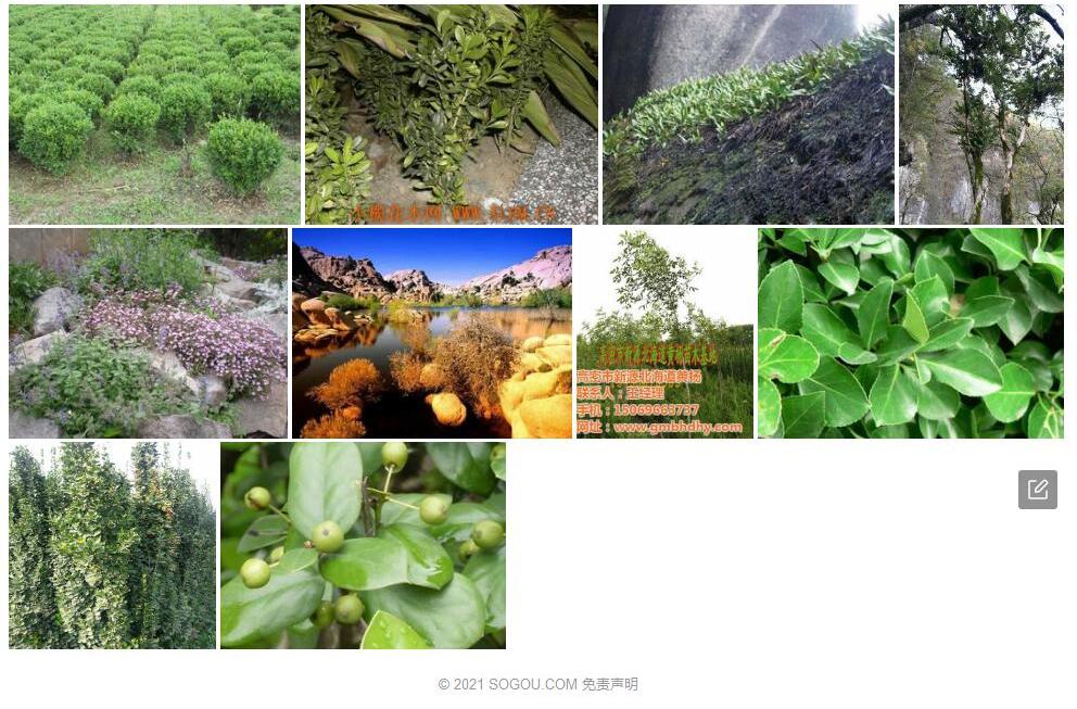 岩生黄杨照片和图片/