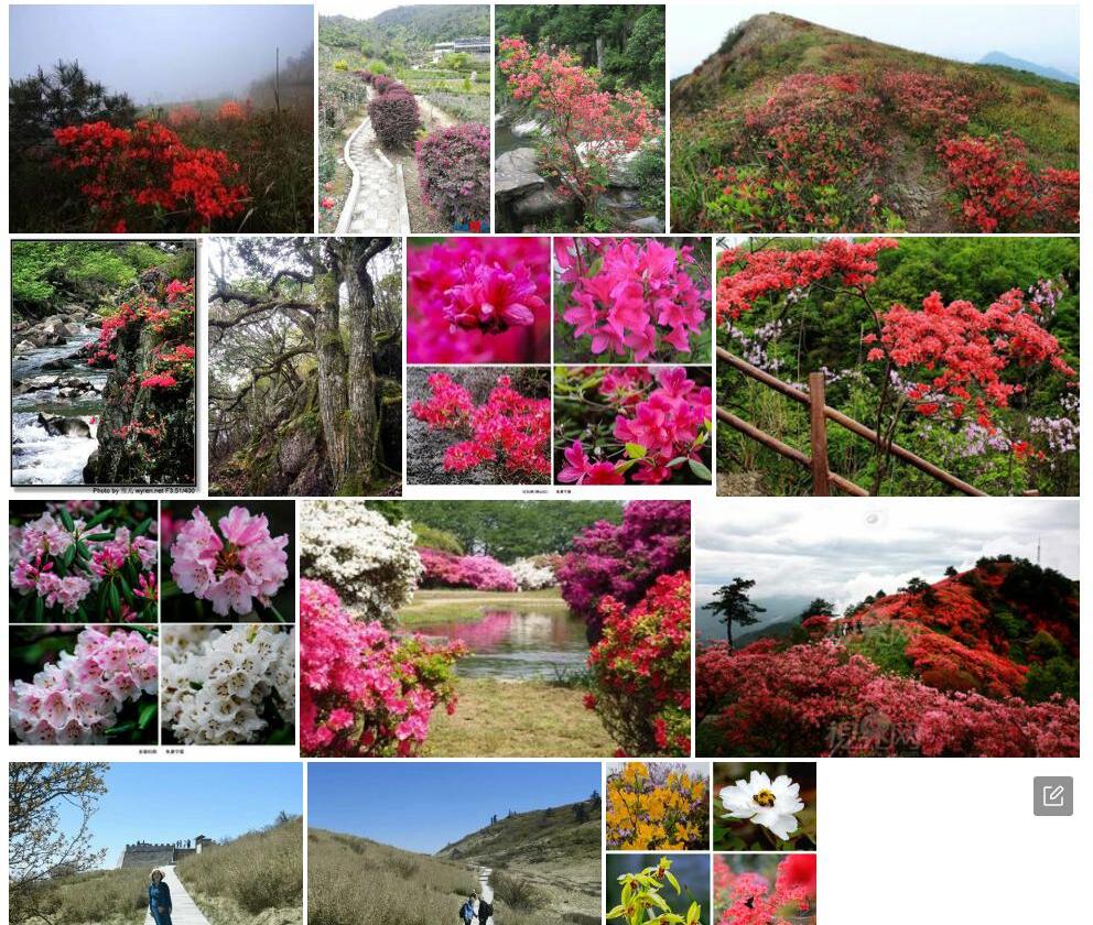 岩谷杜鹃照片和图片/