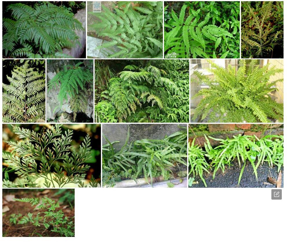 岭南凤尾蕨照片和图片/