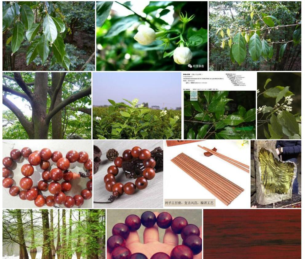 岭南山茉莉照片和图片/