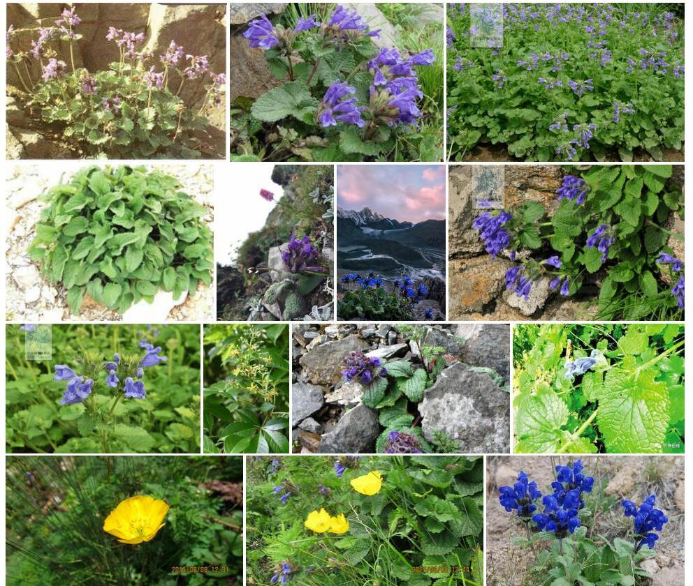 岷山毛建草照片和图片/