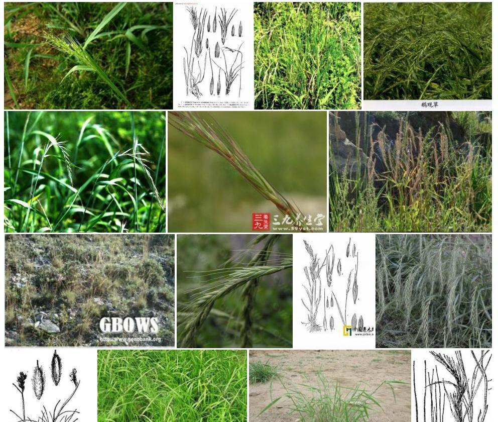 岷山鹅观草照片和图片/