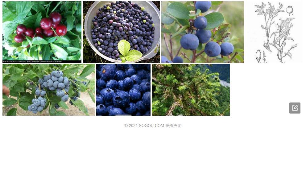 峦大越桔照片和图片/