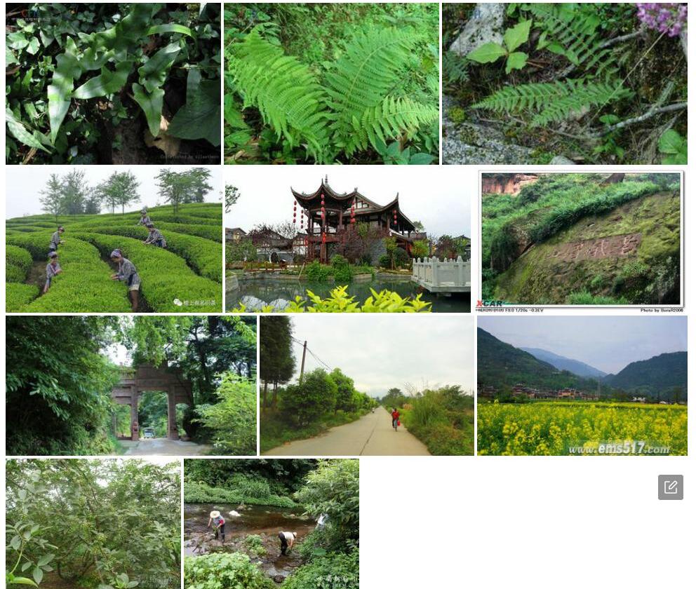 峨山蛾眉蕨照片和图片/