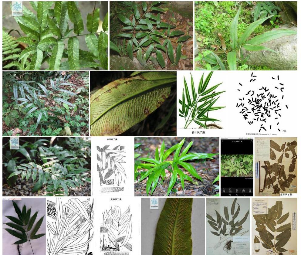 峨眉凤丫蕨照片和图片/