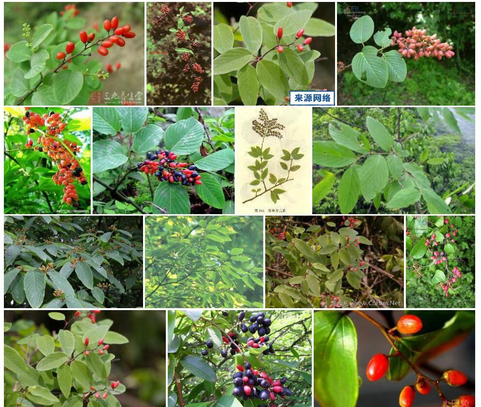 峨眉勾儿茶照片和图片/