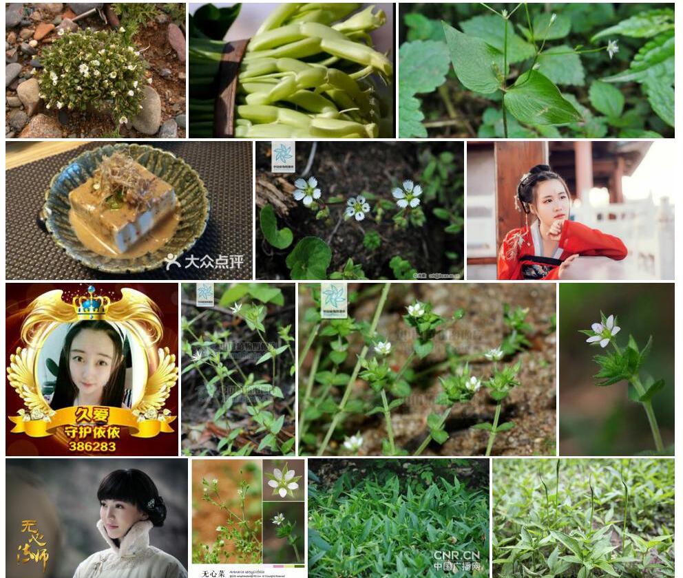 峨眉无心菜照片和图片/
