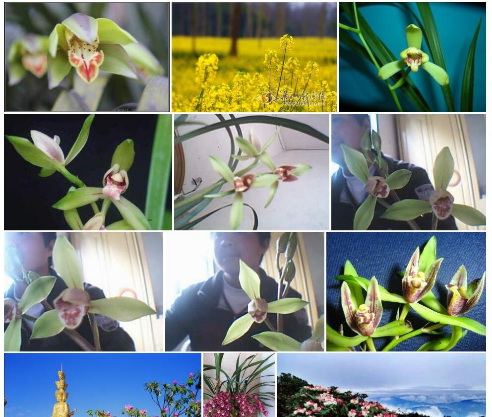 峨眉春蕙照片和图片/
