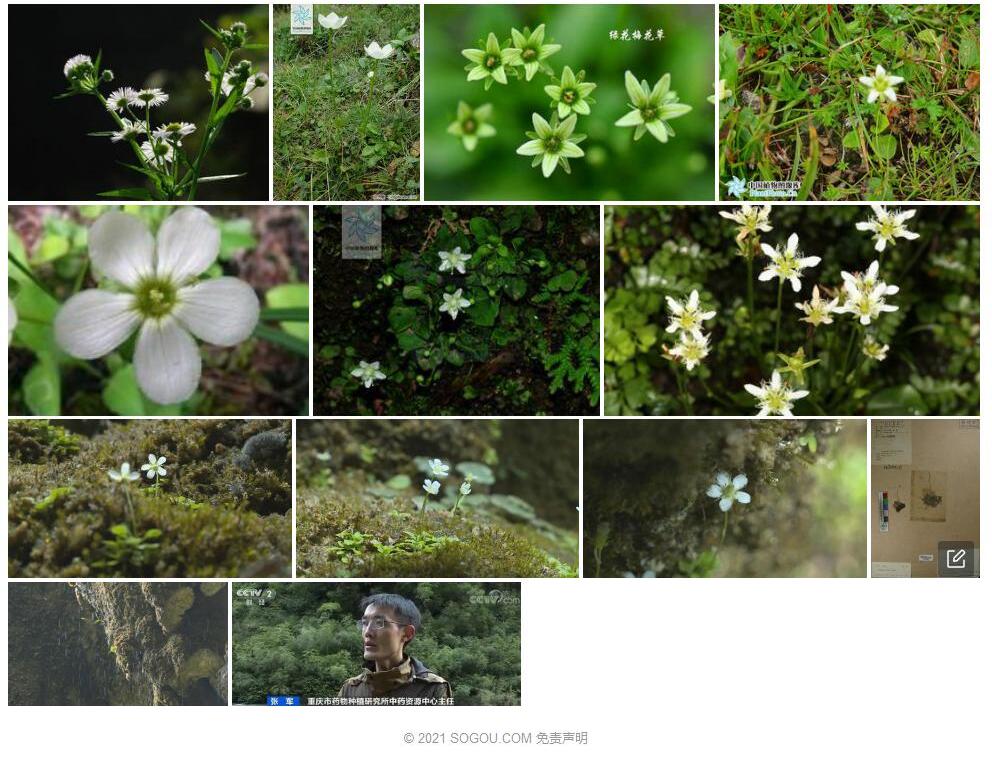 峨眉梅花草照片和图片/