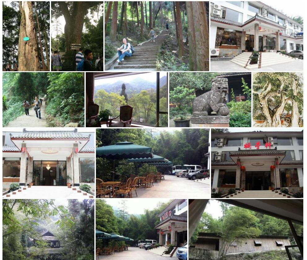 峨眉楠照片和图片/
