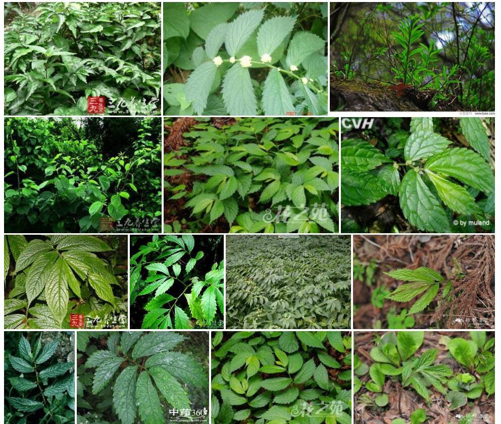 峨眉楼梯草照片和图片/