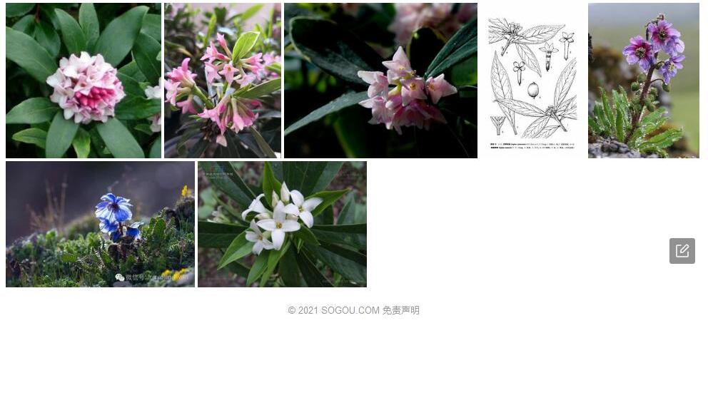 峨眉瑞香照片和图片/