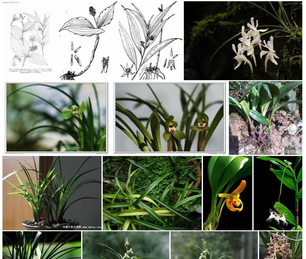峨眉竹茎兰照片和图片/