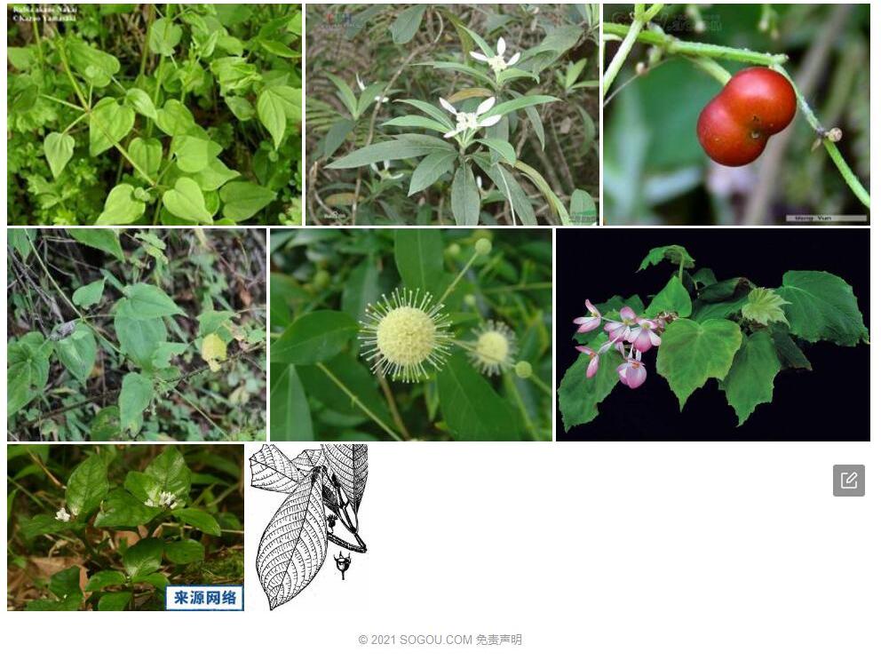 峨眉茜草照片和图片/