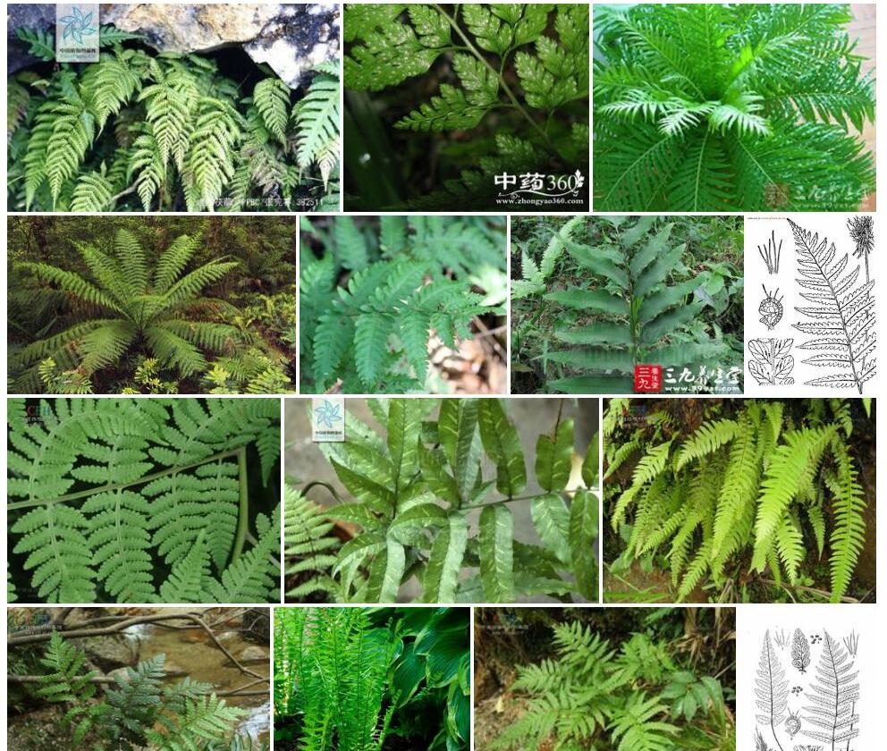 峨眉茯蕨照片和图片/