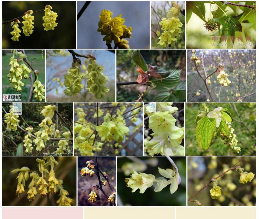 峨眉蜡瓣花照片和图片/