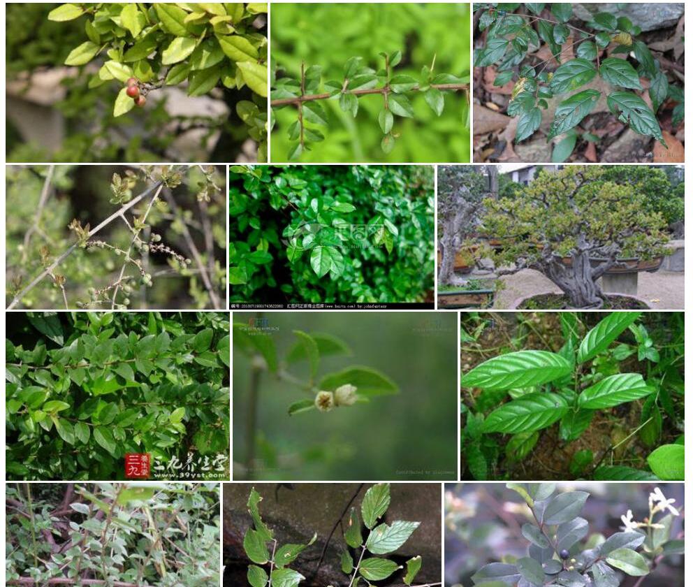 峨眉雀梅藤照片和图片/