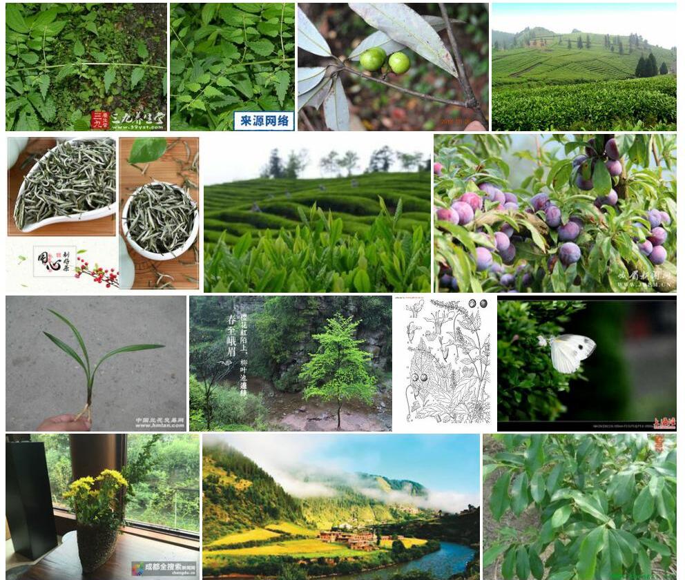 峨眉香科科照片和图片/