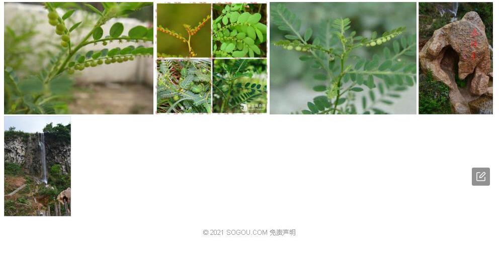 崖县叶下珠照片和图片/