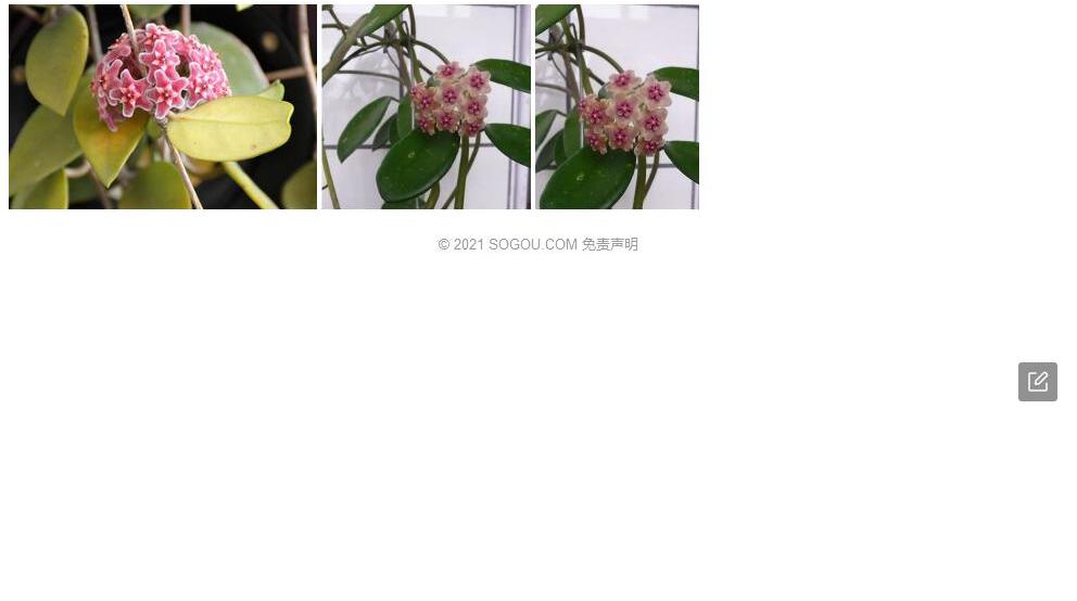 崖县球兰照片和图片/