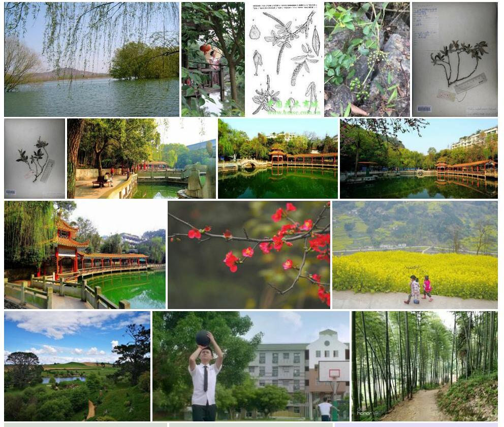 川南柳照片和图片/