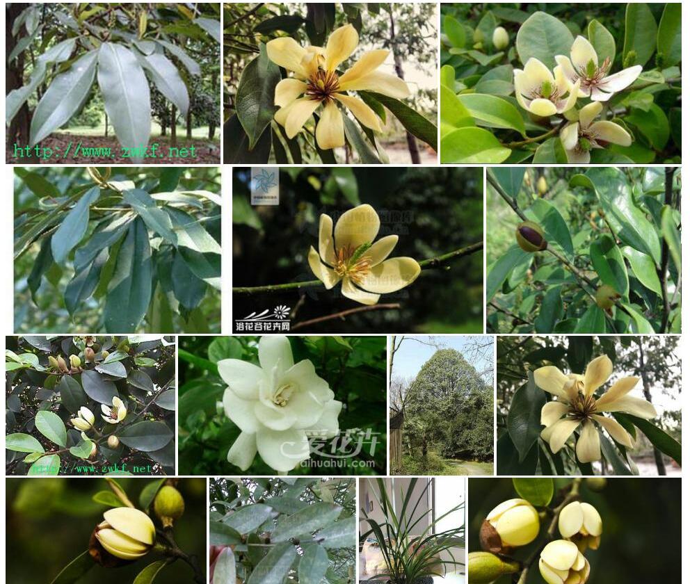 川含笑照片和图片/