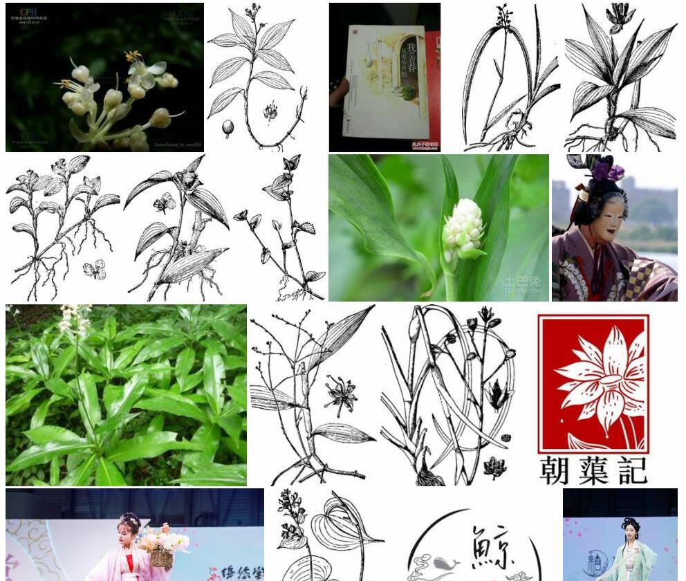 川杜若照片和图片/