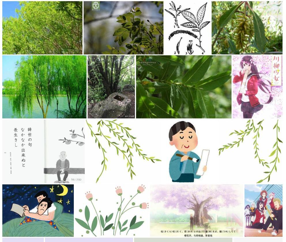 川柳照片和图片/