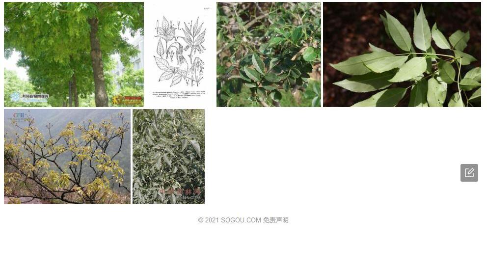 川梣照片和图片/