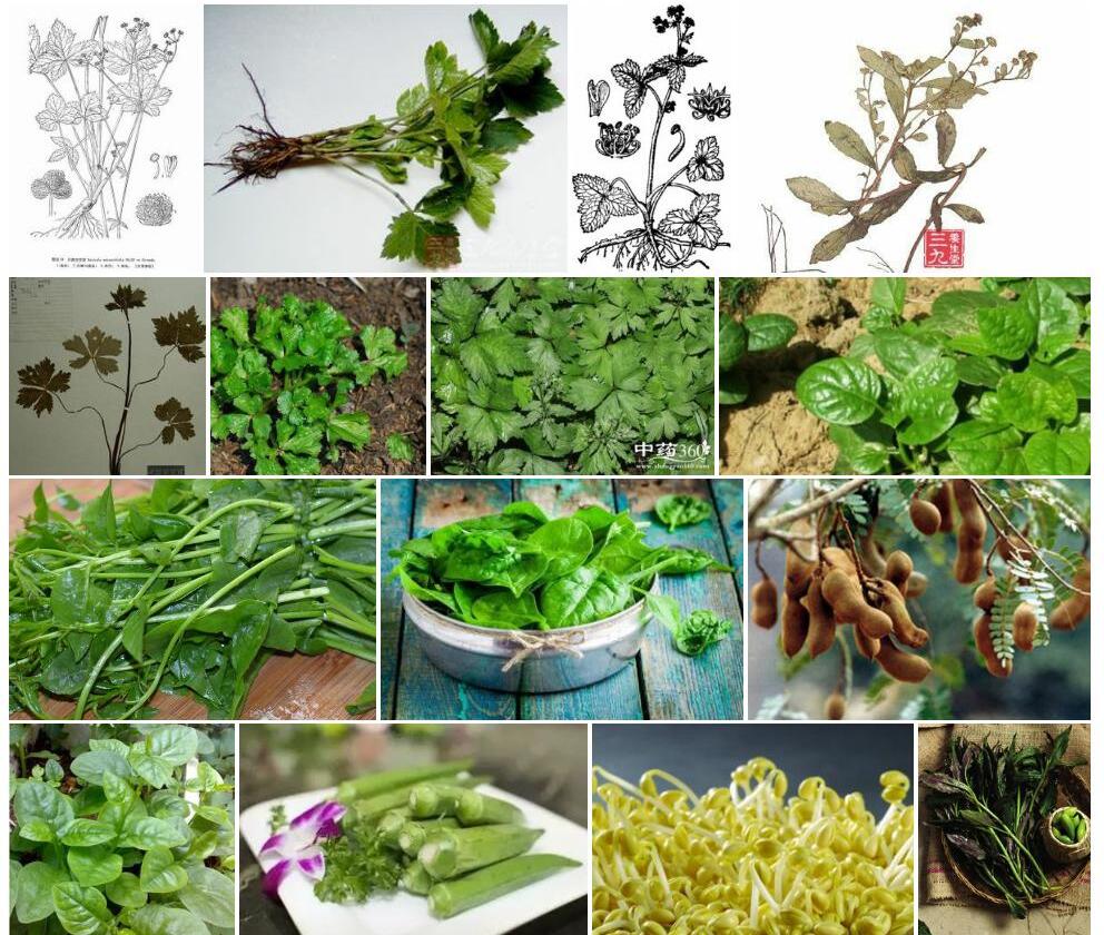 川滇变豆菜照片和图片/