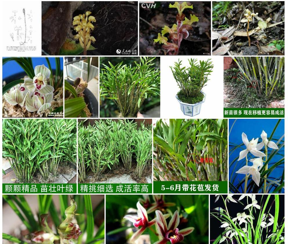 川滇叠鞘兰照片和图片/
